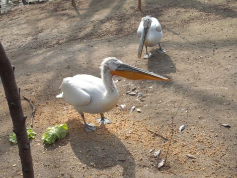 2011.03.26._025.jpg