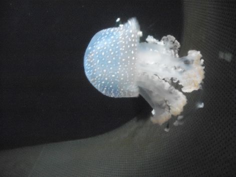 2011.03.26._437.jpg