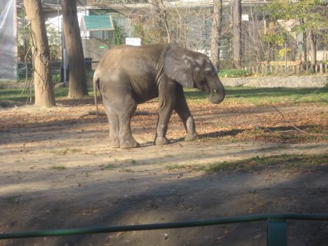 afrikai_elefant.jpg