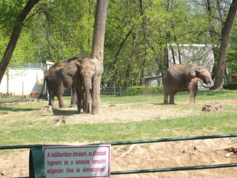 afrikai_elefant_2.jpg