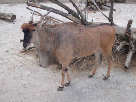 eland.jpg
