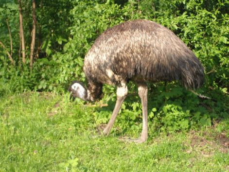 emu.jpg