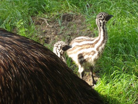 emu_2.jpg