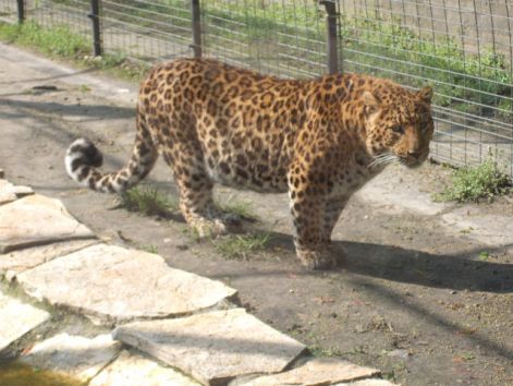 eszak-kinai_leopard_d_2.jpg