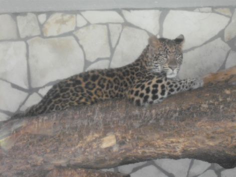 eszak-kinai_lepard_d_1.jpg