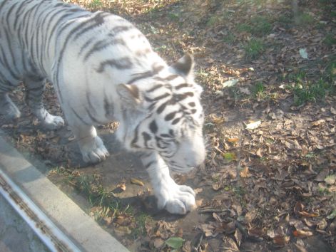 feher_tigris.jpg