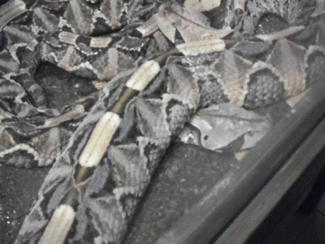 gaboni_vipera.jpg