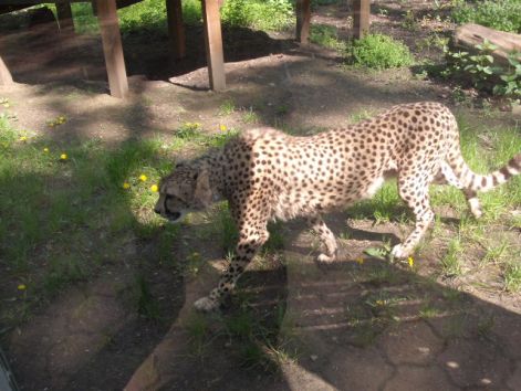 gepard.jpg