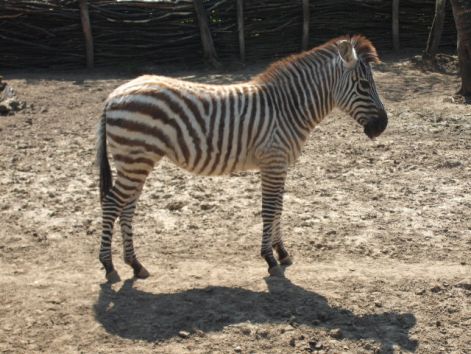 grevy_zebra.jpg