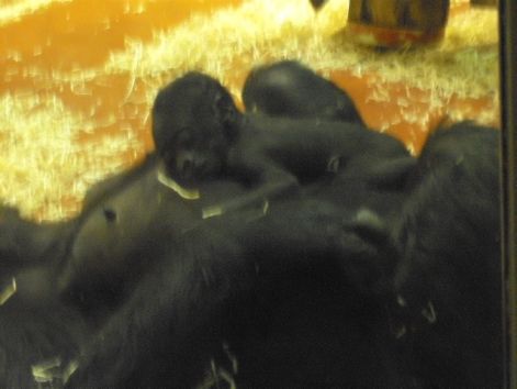 hegyi_gorilla.jpg