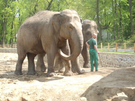 indiai_elefant.jpg