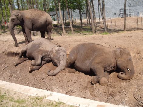 indiai_elefant_1.jpg