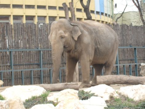 indiai_elefant_b.jpg