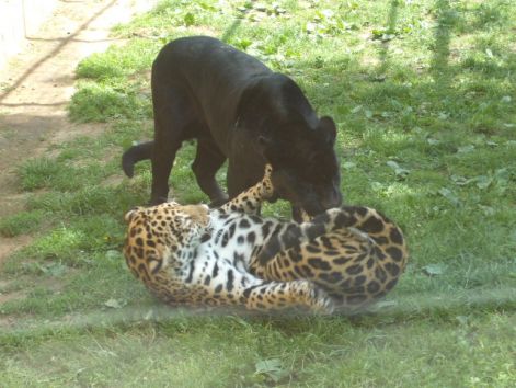 jaguar.jpg