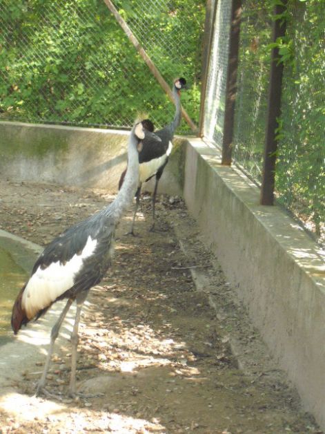 koronas_daru.jpg