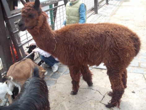 lama.jpg