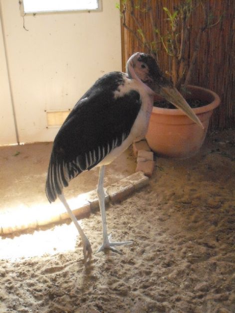 marabu.jpg