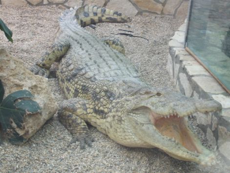 nilusi_krokodil.jpg