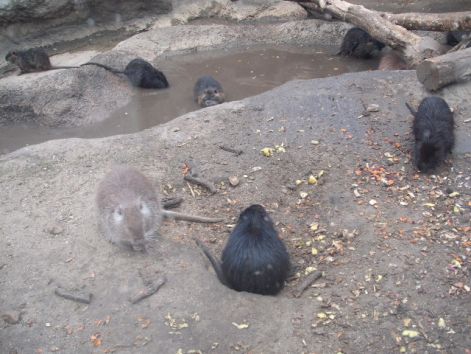 nutria.jpg