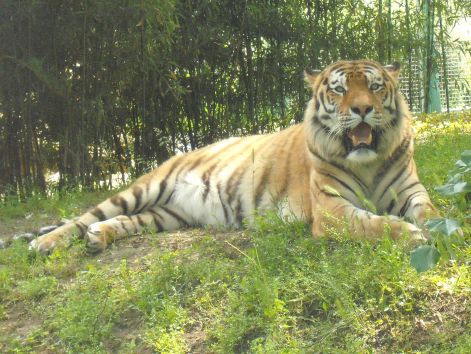 sziberiai_tigris.jpg